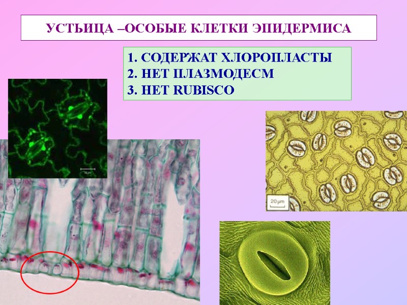 УСТЬИЦА –ОСОБЫЕ КЛЕТКИ ЭПИДЕРМИСА 1. СОДЕРЖАТ ХЛОРОПЛАСТЫ 2. НЕТ ПЛАЗМОДЕСМ 3. НЕТ RUBISCO